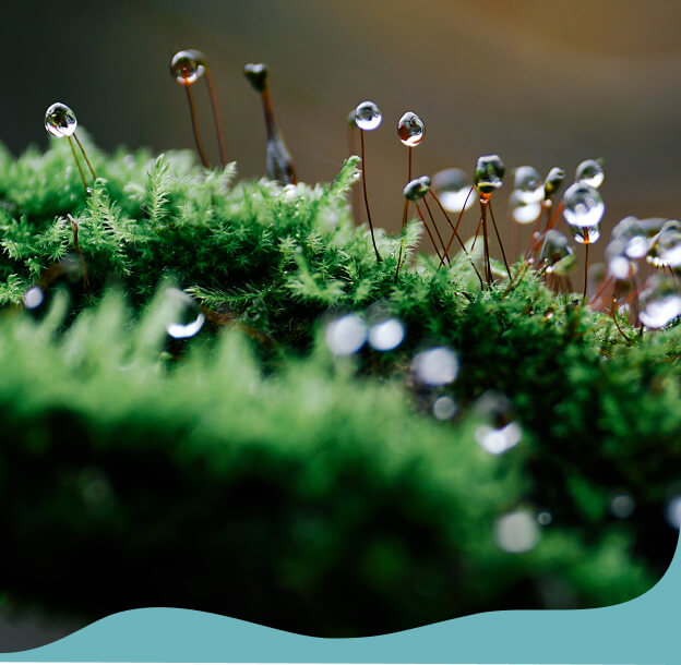 綠色改變進化論